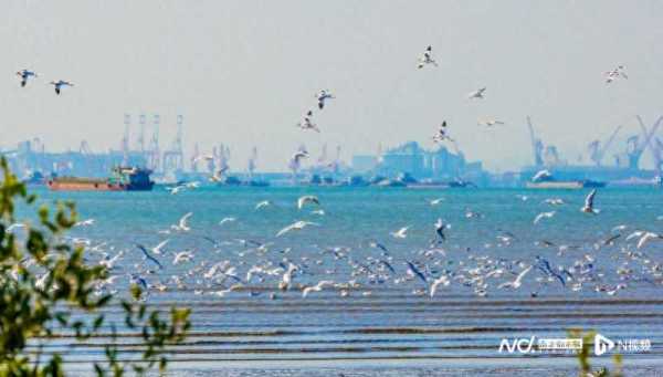 东莞滨海湾加强湿地保护!打造“小鸟天堂”