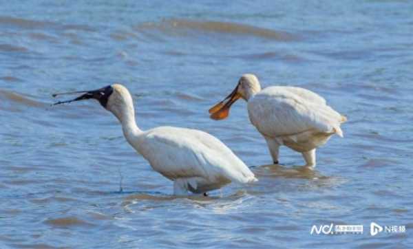 东莞滨海湾加强湿地保护!打造“小鸟天堂”